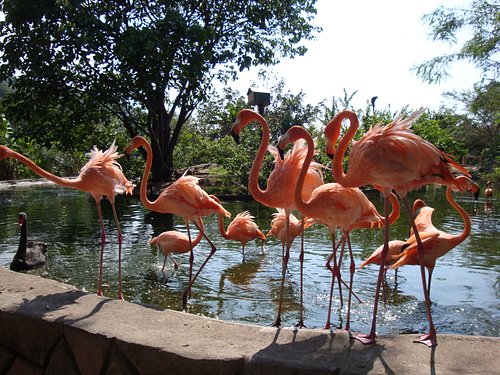 Vallarta zoo